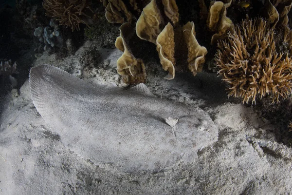 Ένα Καλά Καμουφλαρισμένη Margined Sole Βρίσκεται Μια Αμμώδη Πυθμένα Raja — Φωτογραφία Αρχείου