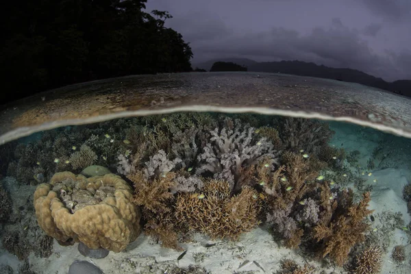 Raja Ampat, Endonezya su hattında altında güzel mercan büyümek. Bu kez yağmurlu, Ekvator alan inanılmaz deniz biyoçeşitliliği nedeniyle Mercan Üçgeni kalbinde olarak bilinir.