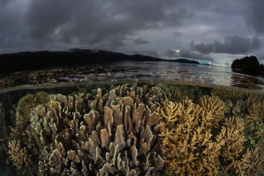Harika bir mercan kayalığı Raja Ampat, Endonezya sıcak sularda büyür. Bu uzak, tropikal bölge inanılmaz yüksek deniz biyoçeşitliliği nedeniyle Mercan Üçgeni kalbinde olarak bilinir.