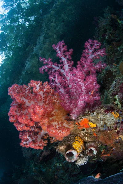 Lebendige Weichkorallen Gedeihen Warmen Wasser Von Raja Ampat Indonesien Diese — Stockfoto