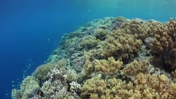 驚くほどのサンゴ礁は インドネシア Wakatobi 国立公園の暖かい海域で繁栄します このリモートの熱帯地域は 信じられないほど高い海洋生物の多様性で知られて — ストック動画