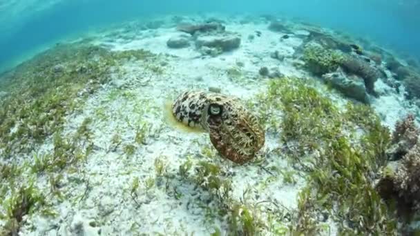 Une Seiche Broadclub Sepia Nage Dessus Herbier Marin Indonésie Cette — Video