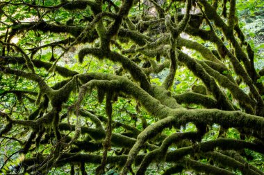 Moss ağaç dalları Redwood Milli Parkı'nda kapsar. Bu güzel park ve Kuzey Kaliforniya sahillerinde bulunur dünyanın en büyük yaşlı Sekoya ağaçları çok ev. 