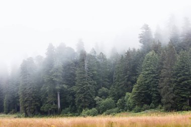 Redwood Milli Parkı'nda Kuzey Kaliforniya sahillerinde bulunan, ormana erken sabah sis sürükleniyor. Sekoya ağaçları 2000 yıl yaşamak ve ayak yüksekliği yüzlerce ulaşmak.