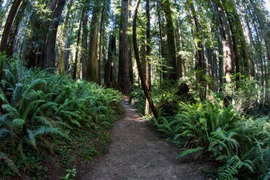 Redwood Milli Parkı, Kuzey Kaliforniya sahillerinde, buldum dünyanın en büyük yaşlı Sekoya ağaçları için ev. Redwoods 2000 yıl yaşamak ve ayak yüksekliği yüzlerce ulaşmak.