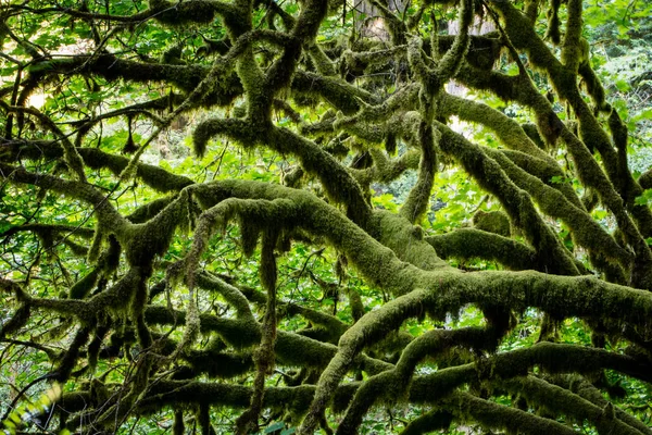 Moss covers tree branches in Redwood National Park. This beautiful park is found along the coast of Northern California and is home to the many of the world\'s greatest old-growth Redwood trees.