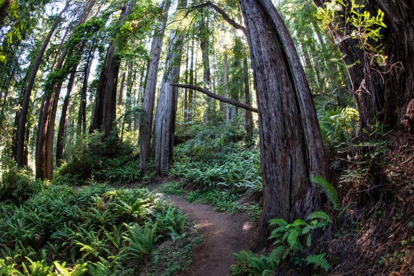 Εθνικό Πάρκο Redwood Βρέθηκαν Κατά Μήκος Των Ακτών Της Βόρειας — Φωτογραφία Αρχείου