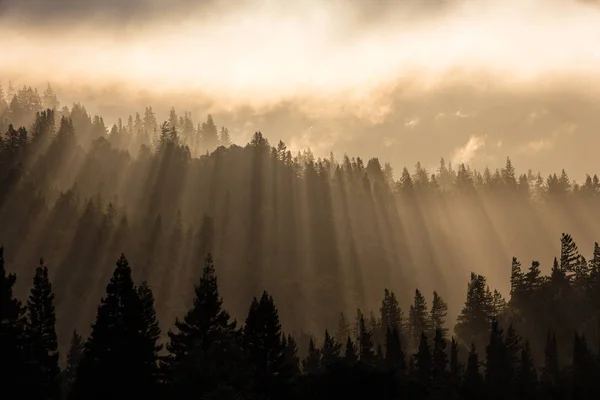 Luce Cade Sulla Foresta Infinita Che Trova Humboldt Nel Nord — Foto Stock