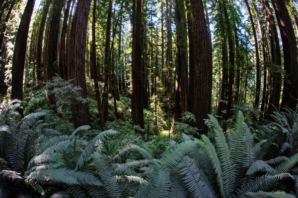 Εθνικό Πάρκο Redwood Βρέθηκαν Κατά Μήκος Των Ακτών Της Βόρειας — Φωτογραφία Αρχείου