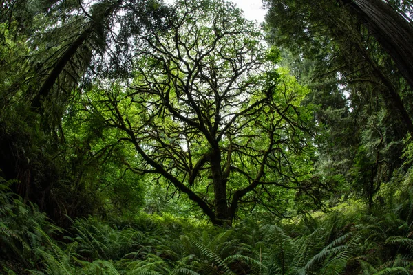 Crescimento Plantas Exuberantes Prospera Parque Nacional Redwood Este Belo Parque — Fotografia de Stock