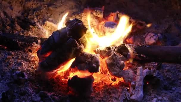 Træ Brænder Ned Til Varme Kul Lejrbål – Stock-video