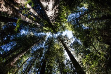 Redwood Milli Parkı'nda Kuzey Kaliforniya sahillerinde bulunan, büyük Sekoya ağaçları büyümek. Redwoods 2000 yıl yaşamak ve ayak yüksekliği yüzlerce ulaşmak.