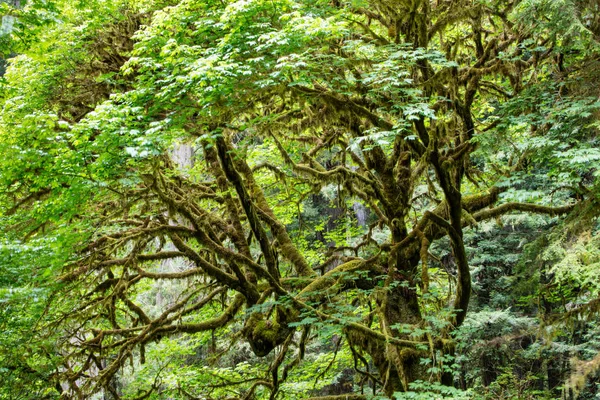 Moss Cubre Ramas Árboles Parque Nacional Redwood Este Hermoso Parque — Foto de Stock