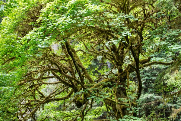 Moss covers tree branches in Redwood National Park. This beautiful park is found along the coast of Northern California and is home to the many of the world\'s greatest old-growth Redwood trees.