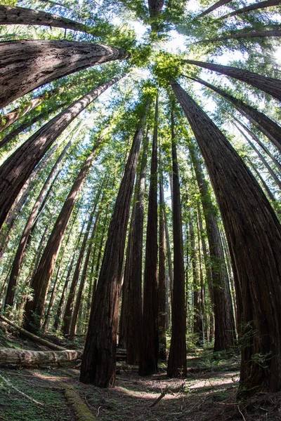Massive Redwood trees grow in Redwood National Park, found along the coast of Northern California. Redwoods can live 2,000 years and reach hundreds of feet in height.
