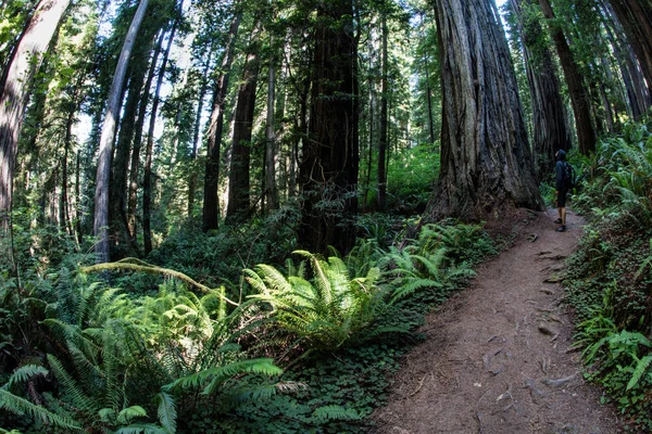 Ένα Μονοπάτι Οδηγεί Μέσα Από Εκπληκτικά Όμορφο Redwood Εθνικού Πάρκου — Φωτογραφία Αρχείου