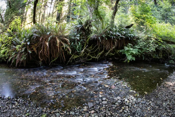 Lush Plant Growth Thrives Stream Redwood National Park Northern California — Stock Photo, Image