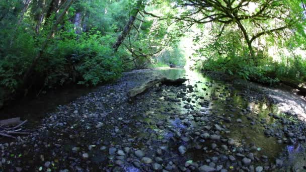 Bujný Růst Rostlin Daří Podél Proudu Národním Parku Redwood Severní — Stock video