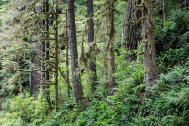 Ferns Bahçe, Redwood Ulusal Kuzey Kaliforniya sahillerinde bulunan Park, orman katta büyür. Sekoya ağaçları 2000 yıl yaşamak ve ayak yüksekliği yüzlerce ulaşmak.