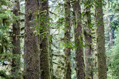 Redwood Milli Parkı, Kuzey Kaliforniya sahillerinde, buldum dünyanın en büyük yaşlı Sekoya ağaçları için ev. Redwoods 2000 yıl yaşamak ve ayak yüksekliği yüzlerce ulaşmak.