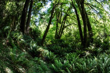 Ferns yemyeşil bir bahçe, Redwood Ulusal Kuzey Kaliforniya sahillerinde bulunan Park, orman katta büyür. Sekoya ağaçları 2000 yıl yaşamak ve ayak yüksekliği yüzlerce ulaşmak.
