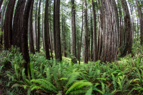 Exuberante Jardim Samambaias Cresce Chão Floresta Parque Nacional Redwood Encontrado — Fotografia de Stock