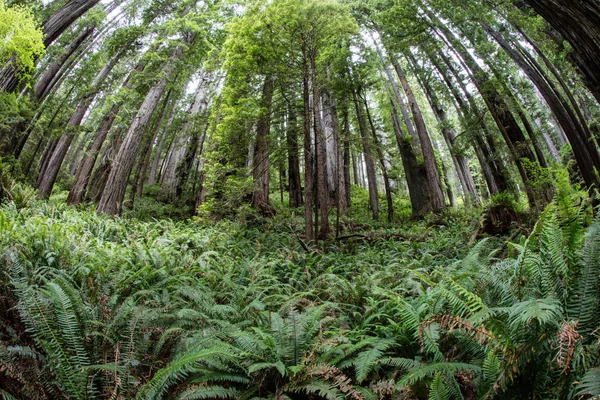 Svěží Zahrada Kapradí Roste Lese Národním Parku Redwood Našel Podél — Stock fotografie