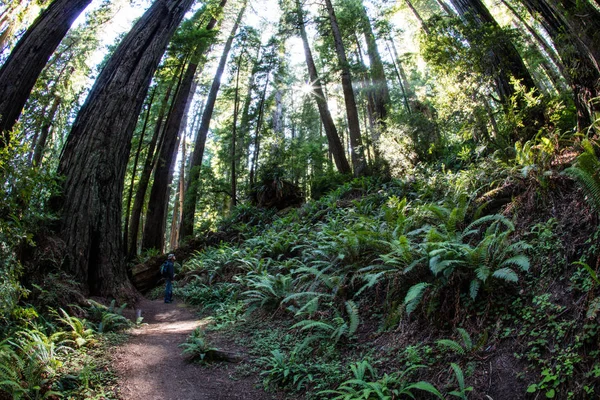 Rigoglioso Giardino Felci Cresce Sul Fondo Della Foresta Del Redwood — Foto Stock