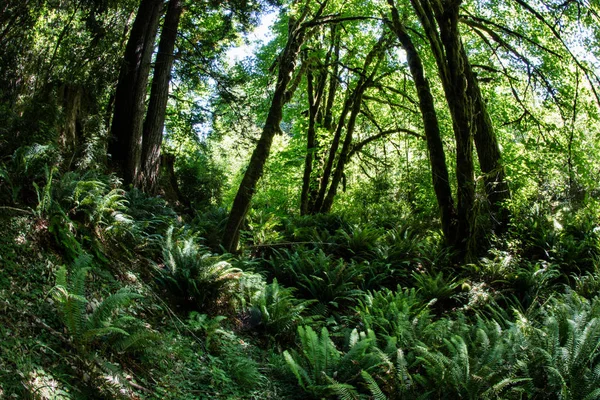 Пишний Сад Папороті Росте Лісовому Грунті Національний Парк Редвуд Знайшов — стокове фото