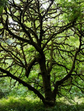 Moss ağaç dalları Redwood Milli Parkı'nda kapsar. Bu güzel park ve Kuzey Kaliforniya sahillerinde bulunur dünyanın en büyük yaşlı Sekoya ağaçları çok ev. 