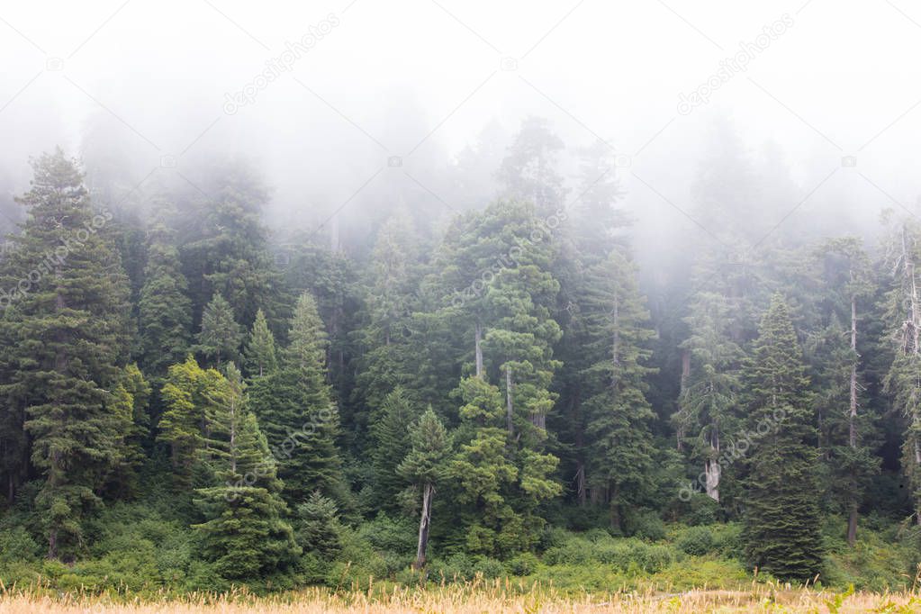 Early morning mist drifts through the forest in Redwood National Park, found along the coast of Northern California. Redwood trees can live 2,000 years and reach hundreds of feet in height.