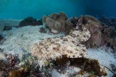 Püsküllü wobbegong köpek balığı Raja Ampat, Endonezya zemine dayanmaktadır. Bu uzak, tropikal bölge inanılmaz deniz biyoçeşitliliği nedeniyle Mercan Üçgeni kalbinde olarak bilinir.