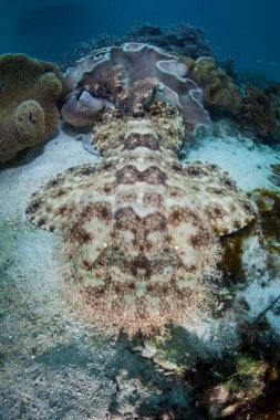 Püsküllü wobbegong köpek balığı Raja Ampat, Endonezya zemine dayanmaktadır. Bu uzak, tropikal bölge inanılmaz deniz biyoçeşitliliği nedeniyle Mercan Üçgeni kalbinde olarak bilinir.