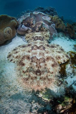 A Tasseled wobbegong shark rests on the seafloor in Raja Ampat, Indonesia. This remote, tropical region is known as the heart of the Coral Triangle due to its incredible marine biodiversity. clipart