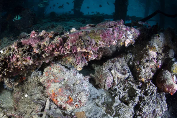 A well-camouflaged stonefish waits to ambush prey in Raja Ampat, Indonesia. This remote, tropical region is known as the heart of the Coral Triangle due to its incredible marine biodiversity.