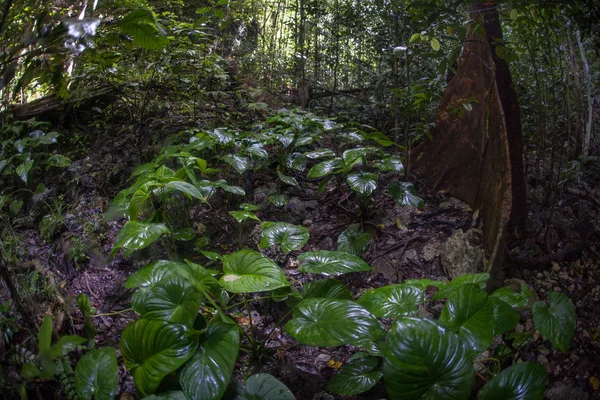 Thick Jungle Grows Limestone Island Raja Ampat Indonesia Remote Tropical — Stock Photo, Image