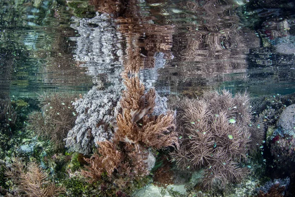 Здоровий Кораловий Риф Росте Мілкій Воді Раджа Ampat Індонезія Цей — стокове фото