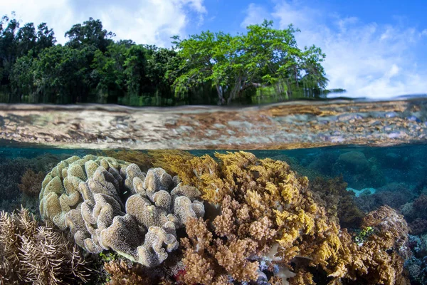 Здоровый Коралловый Риф Растет Мелководье Раджа Ампат Индонезия Удаленный Тропический — стоковое фото