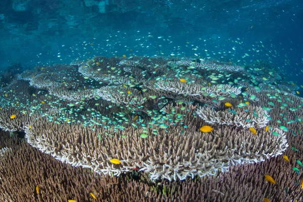 Niebiesko Zielone Morskich Ryb Unoszą Się Nad Stołem Duży Koral — Zdjęcie stockowe