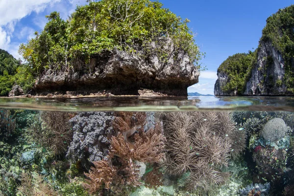Recife Coral Saudável Cresce Águas Rasas Raja Ampat Indonésia Esta — Fotografia de Stock