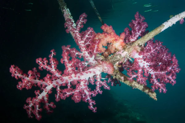 Красочные Мягкие Кораллы Процветают Текущем Канале Раджа Ампат Индонезия Удаленный — стоковое фото