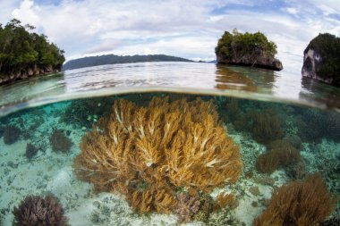 Güzel yumuşak mercanlar Raja Ampat, Endonezya sığ sularda gelişirler. Bu uzak, tropikal bölge inanılmaz deniz biyoçeşitliliği nedeniyle Mercan Üçgeni kalbinde olarak bilinir.