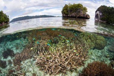 Sağlıklı bir mercan kayalığı Raja Ampat, Endonezya sığ sularda yetişir. Bu uzak, tropikal bölge inanılmaz deniz biyoçeşitliliği nedeniyle Mercan Üçgeni kalbinde olarak bilinir.