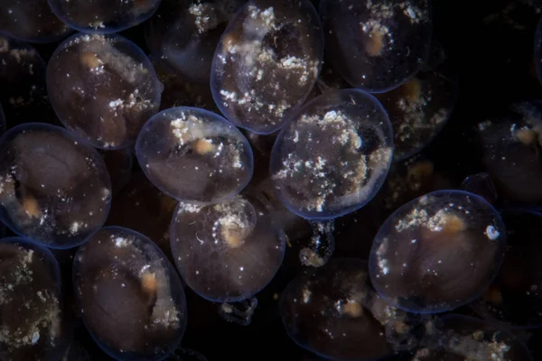 イザリウオの口の大理石 Lophiocharon Lithinostomus Raja Ampat インドネシアでの胚の成長します この偽装魚は非常にまれと開発する際に その卵を抱いた — ストック写真