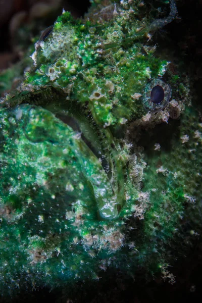 Een Marmer Mouthed Frogfish Diapterus Lithinostomus Zit Een Rif Raja — Stockfoto