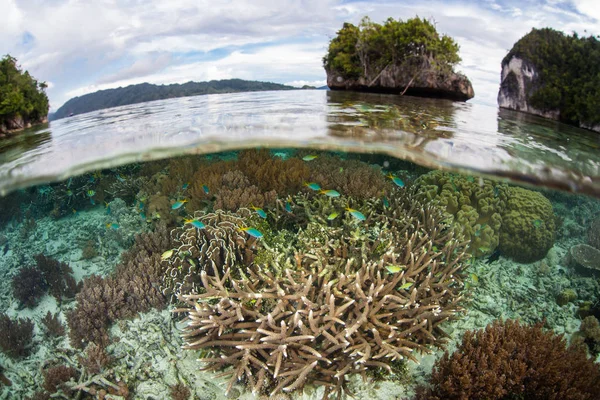 Zdrowe Rafa Koralowa Rośnie Płytkiej Wodzie Raja Ampat Indonezja Odległą — Zdjęcie stockowe