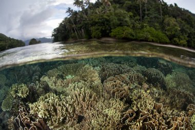 Güzel ve sağlıklı mercan kayalığı Raja Ampat, Endonezya sığ sularda yetişir. Bu uzak, tropikal bölge inanılmaz deniz biyoçeşitliliği nedeniyle Mercan Üçgeni kalbinde olarak bilinir.