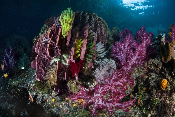 Colorful Healthy Coral Reef Grows Raja Ampat Indonesia Remote Tropical — Stock Photo, Image