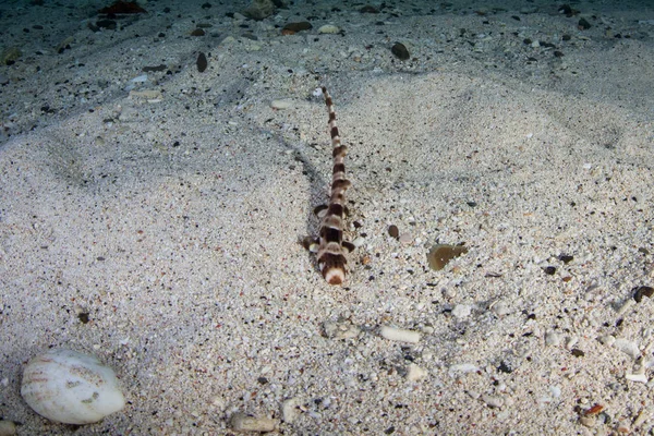 Молодая Эндемичная Раджевая Акула Эполет Hemiscyllum Freycineti Ходит Песчаному Морскому — стоковое фото