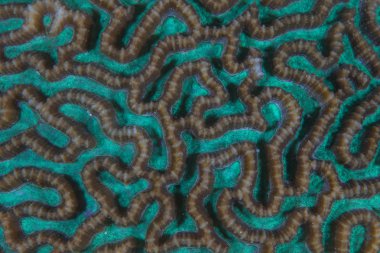 Soyut bir mercan koloninin Raja Ampat, Endonezya'da bir resif üzerinde büyüyor. Bu uzak bölgede inanılmaz deniz biyoçeşitliliği için bilinen.